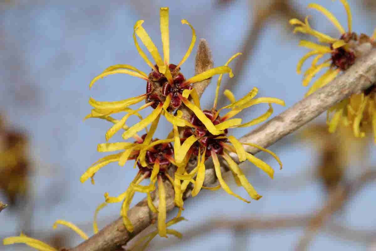  Toverhazelaar (Hamamelis Mollis 'Pallida')