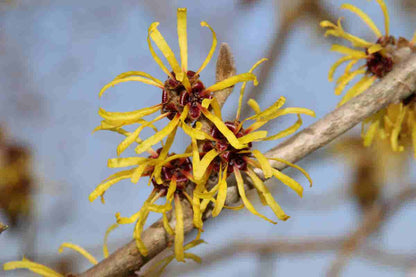  Toverhazelaar (Hamamelis Mollis 'Pallida')