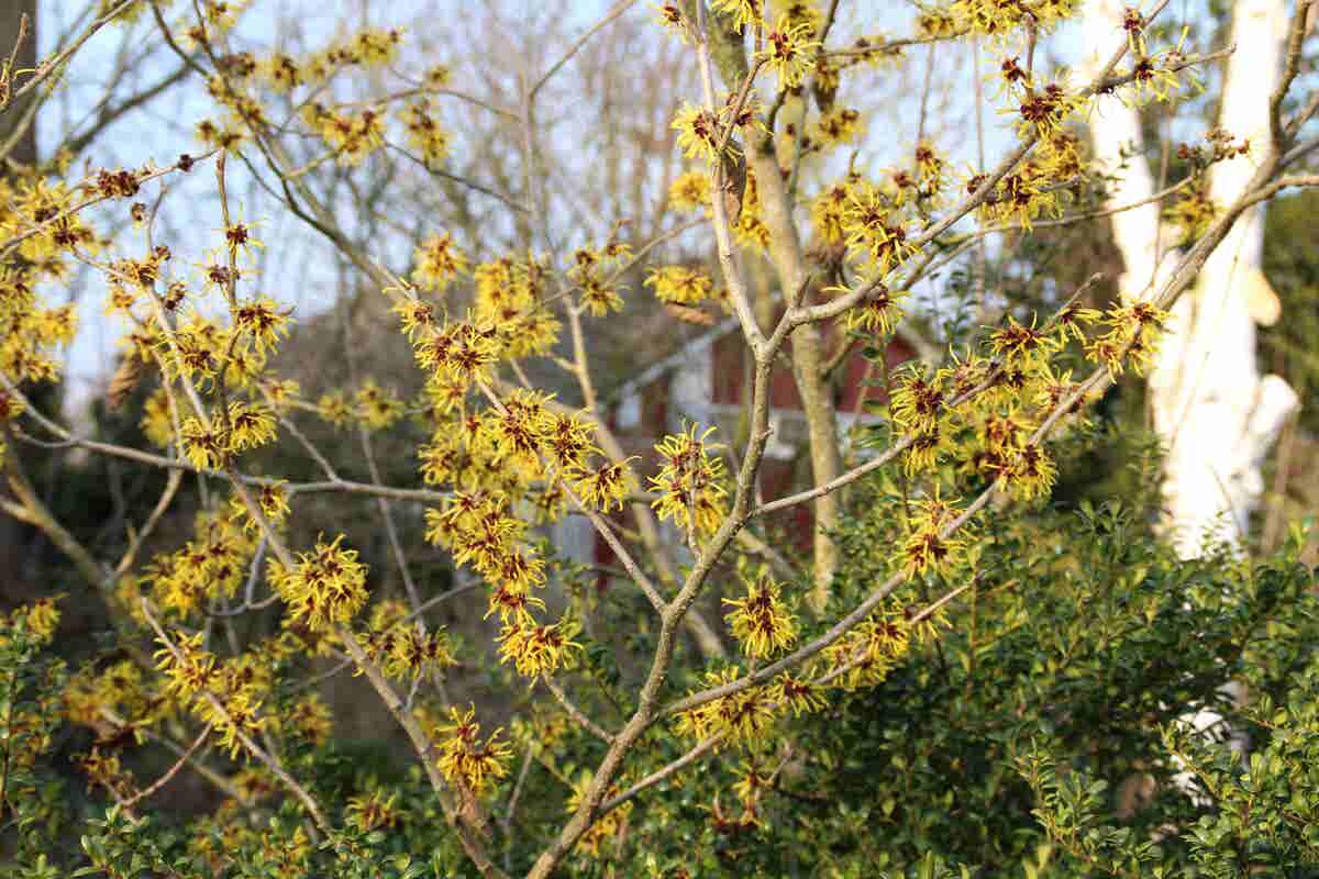  Toverhazelaar (Hamamelis Mollis 'Pallida')