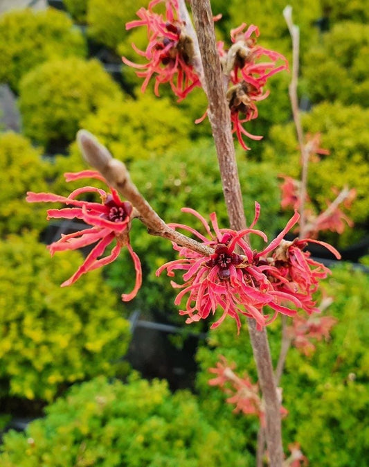  Toverhazelaar (Hamamelis Intermedia 'Ruby Glow')