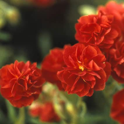  Zonneroosje (Helianthemum 'Amabile Plenum')