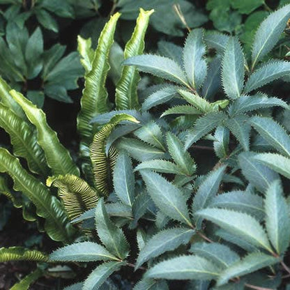  Nieskruid (Helleborus Argutifolius)