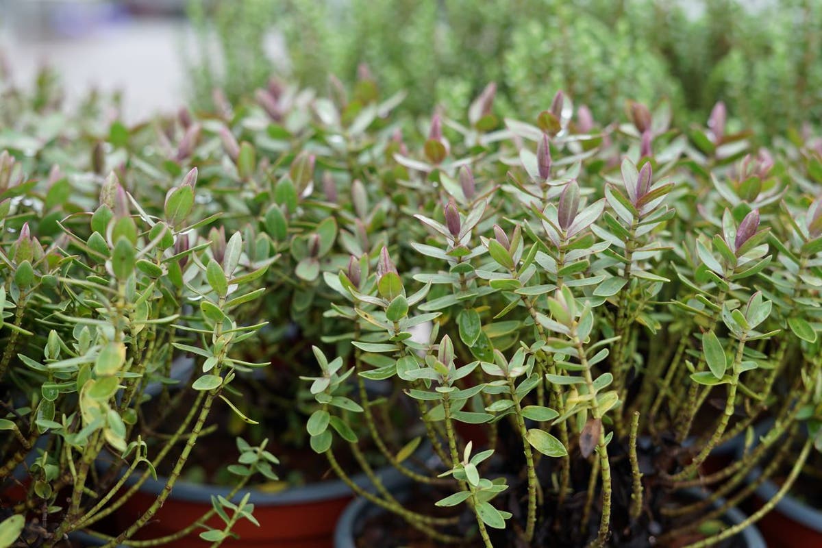  Hebe (Hebe Albicans 'Red Edge')