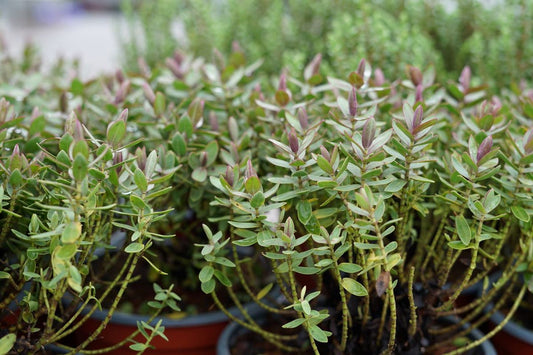  Hebe (Hebe Albicans 'Red Edge')