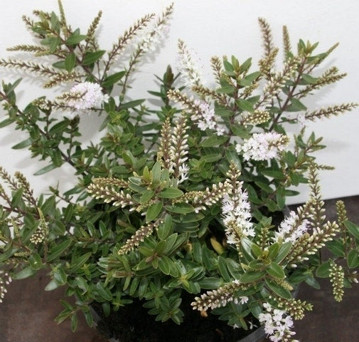  Hebe (Hebe 'Champagne')