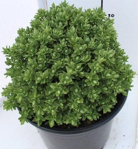  Hebe (Hebe 'Cobb Valley')