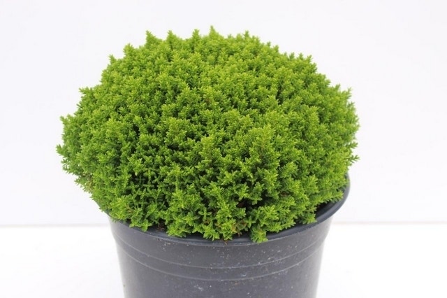  Hebe (Hebe 'Emerald Gem') 