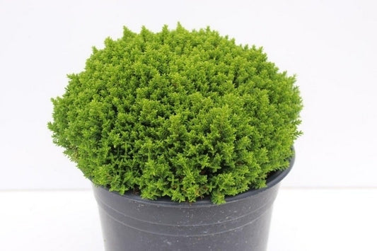  Hebe (Hebe 'Emerald Gem') 