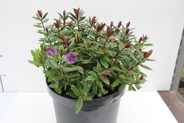  Hebe (Hebe Franciscana 'Blue Gem')
