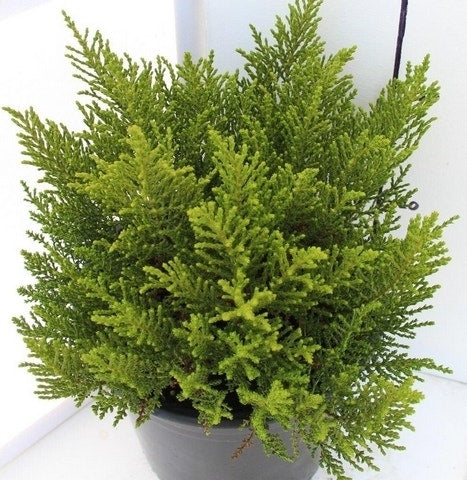  Hebe (Hebe 'Golden Esk')