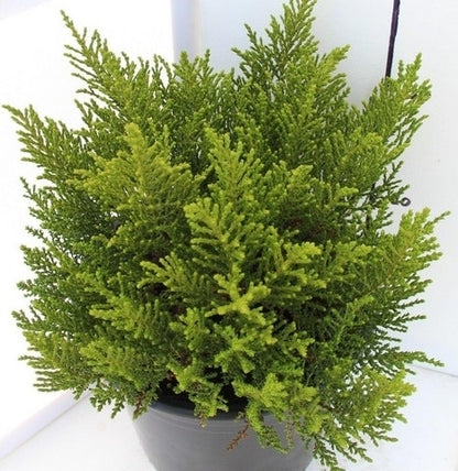  Hebe (Hebe 'Golden Esk')