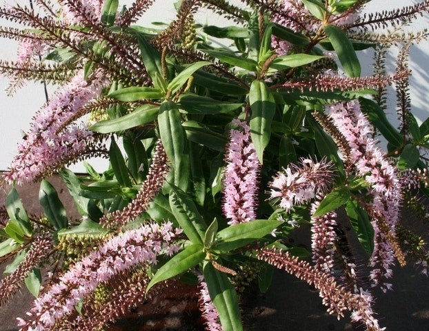  Hebe (Hebe ‘Midsummer Beauty’)