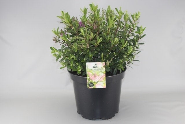  Hebe (Hebe 'Nicola's Blush')