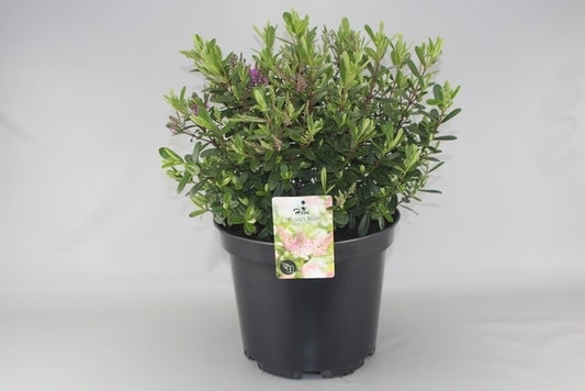  Hebe (Hebe 'Nicola's Blush')