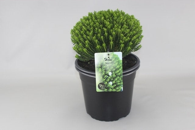  Hebe (Hebe Odora ‘Nana’)
