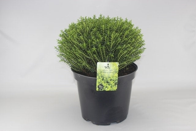  Hebe (Hebe Odora 'New Zealand Gold')