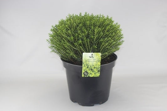  Hebe (Hebe Odora 'New Zealand Gold')