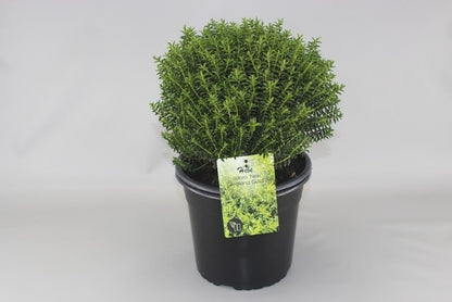 Hebe (Hebe Odora 'New Zealand Gold')