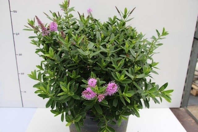  Hebe (Hebe 'Oratia Beauty')
