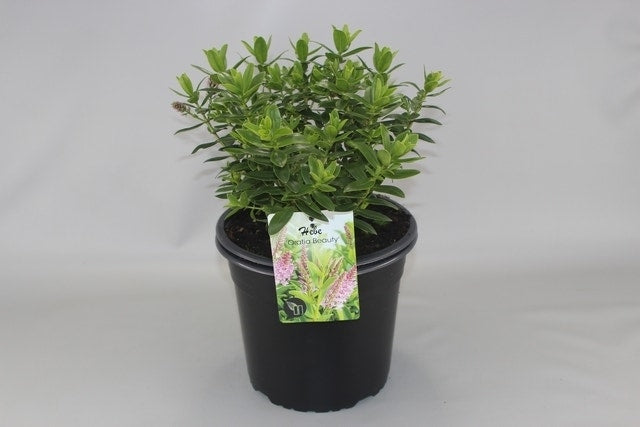  Hebe (Hebe 'Oratia Beauty')