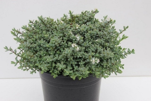  Veronica (Hebe Pinguifolia 'Pagei')