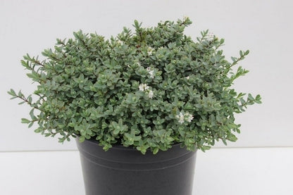  Veronica (Hebe Pinguifolia 'Pagei')
