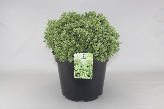  Hebe (Hebe Pinguifolia 'Sutherlandii')