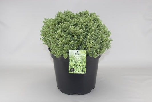  Hebe (Hebe Pinguifolia 'Sutherlandii')