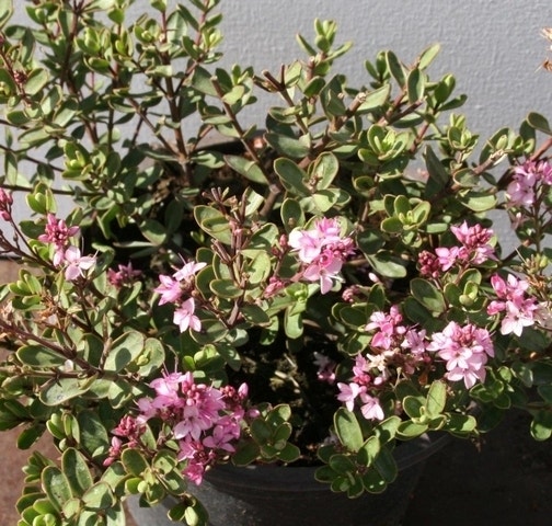  Hebe (Hebe 'Pink Carnaval')