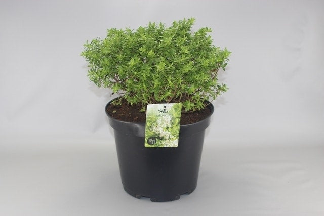  Dwerg Hebe (Hebe 'Rakaiensis')