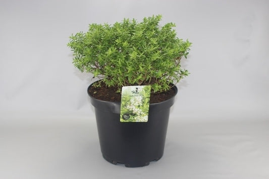  Dwerg Hebe (Hebe 'Rakaiensis')