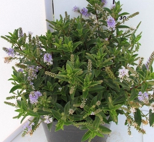  Hebe (Hebe 'Sapphire')