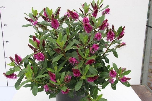  Hebe (Hebe 'Wiri Charm')