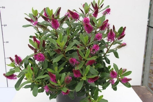  Hebe (Hebe 'Wiri Charm')