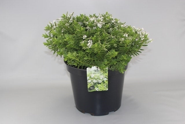  Hebe (Hebe 'Wiri Mist')