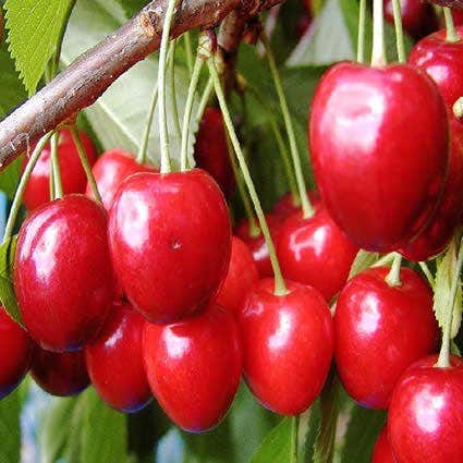  Lei-kers (Prunus Avium 'Hedelfinger Riesenkirsche')