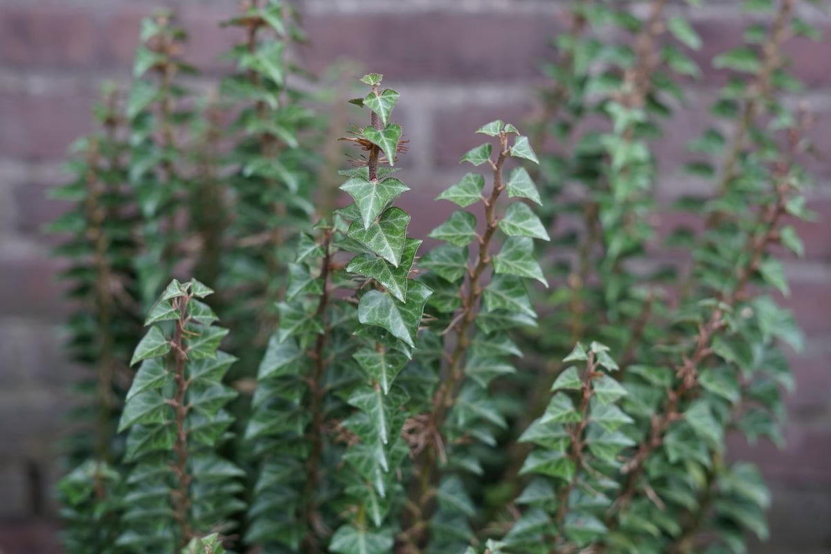  Struikklimop (Hedera Helix 'Erecta')
