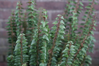  Struikklimop (Hedera Helix 'Erecta')