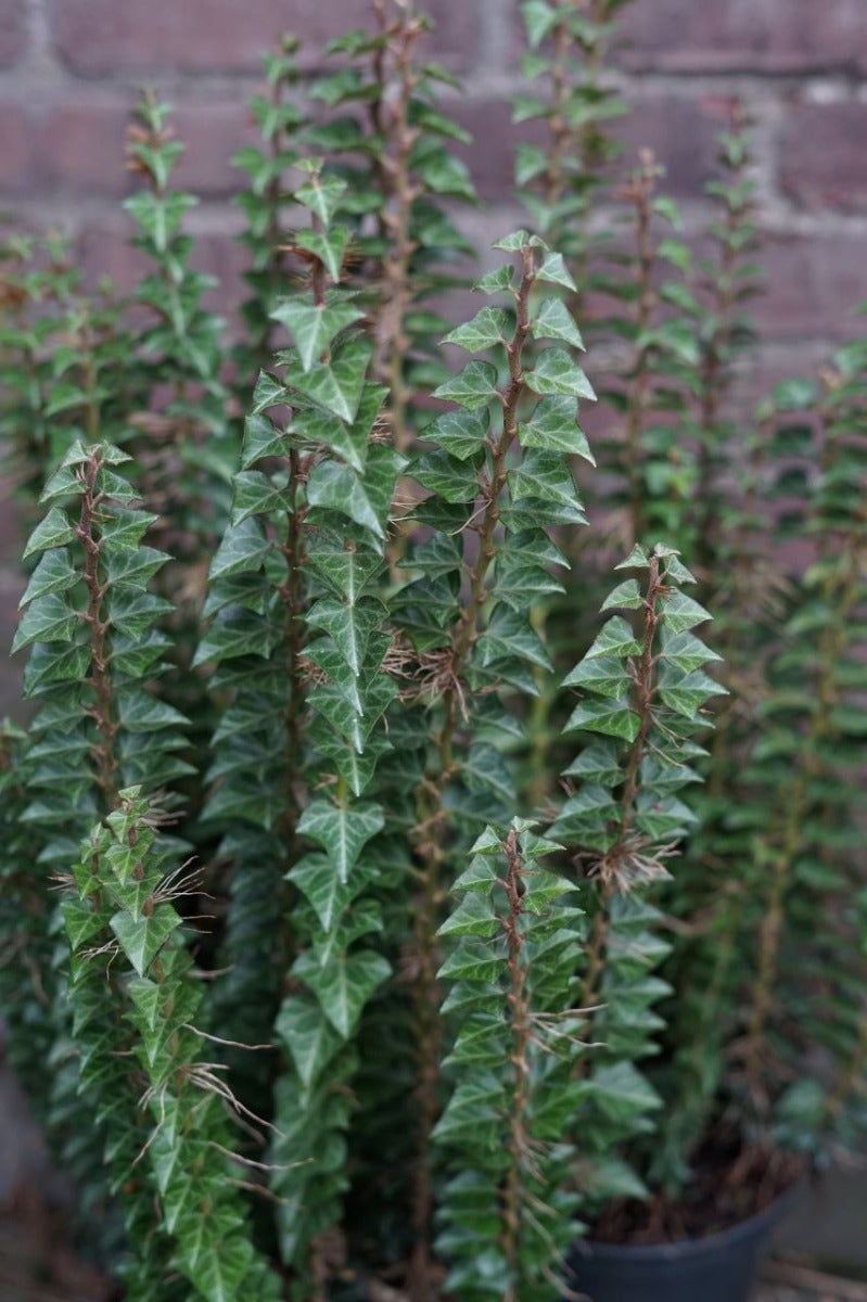  Struikklimop (Hedera Helix 'Erecta')