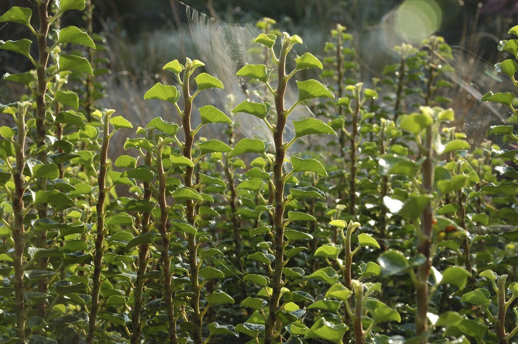  Struikklimop (Hedera Helix 'Erecta')
