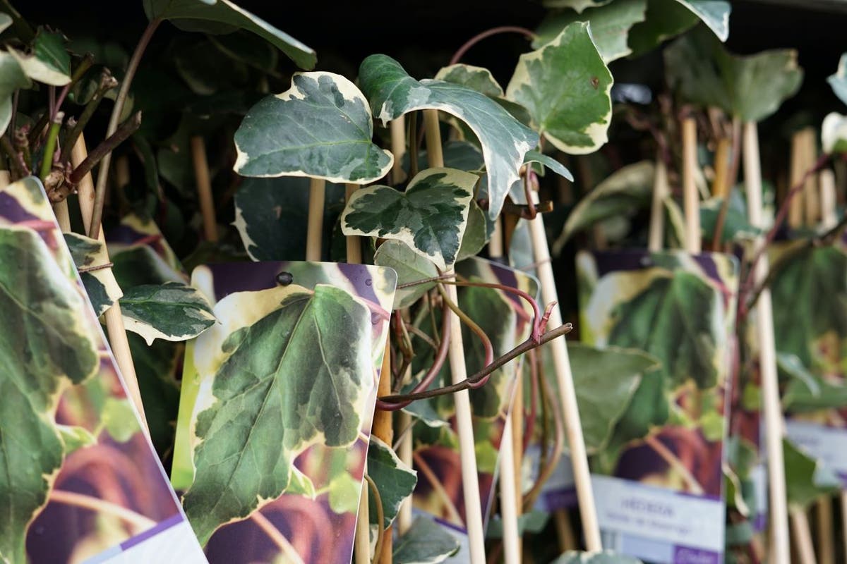  Algerijnse Klimop (Hedera Algeriensis 'Gloire De Marengo')