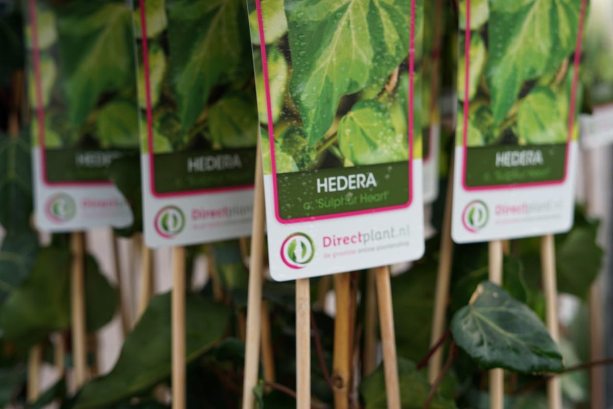  Kaukasische Klimop (Hedera Colchica 'Sulphur Heart')