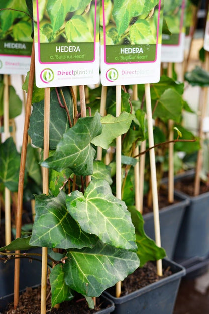  Kaukasische Klimop (Hedera Colchica 'Sulphur Heart')