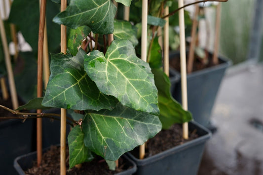  Kaukasische Klimop (Hedera Colchica 'Sulphur Heart')