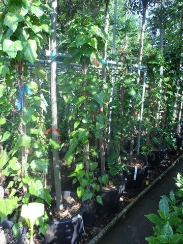  Algerijnse Klimop (Hedera Algeriensis 'Gloire De Marengo')