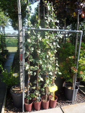  Algerijnse Klimop (Hedera Algeriensis 'Gloire De Marengo')