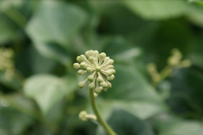  Struikklimop (Hedera Helix 'Arborescens')