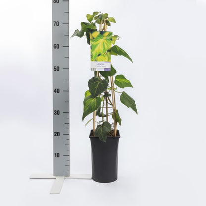  Kaukasische Klimop (Hedera Colchica 'Sulphur Heart')