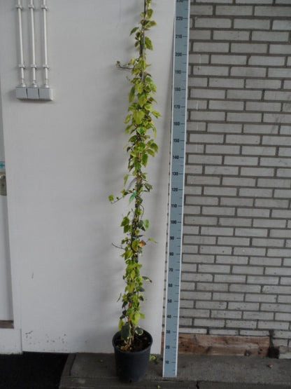 Kaukasische Klimop (Hedera Colchica 'Dentata Variegata')