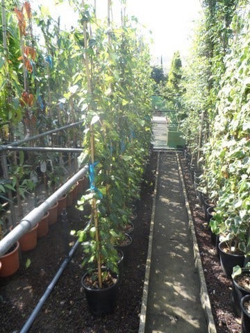 Kaukasische Klimop (Hedera Colchica 'Sulphur Heart')
